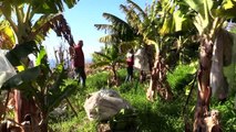 Alanyalı avokado üreticilerinin hedefi 20 ülkeye ihracat