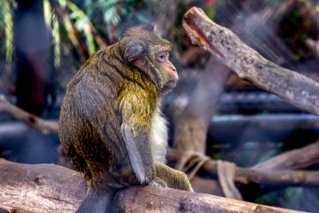 La biodiversité de la Terre risque une extinction massive si elle n'est pas sauvée d'ici 2030