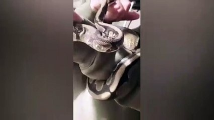 Yasmin Erbil'in ''yılan'' şovu yürekleri ağızlara getirdi