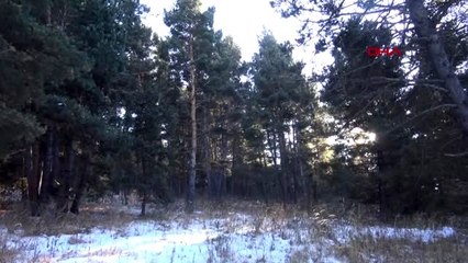 Ardahan'a bal ormanı