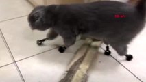 Soğukta patilerini kaybeden kediye protez pati