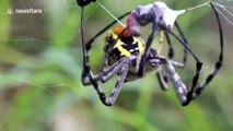 Skin-crawling moment spider catches prey and wraps it in silk web