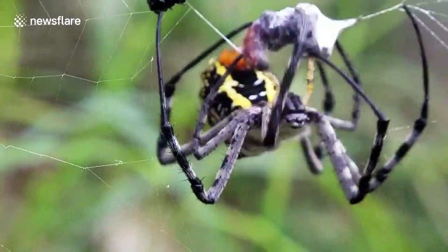 Skin-crawling moment spider catches prey and wraps it in silk web