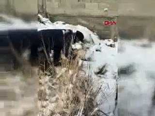 Kafası bidona sıkışan kopeği jandarma kurtardı