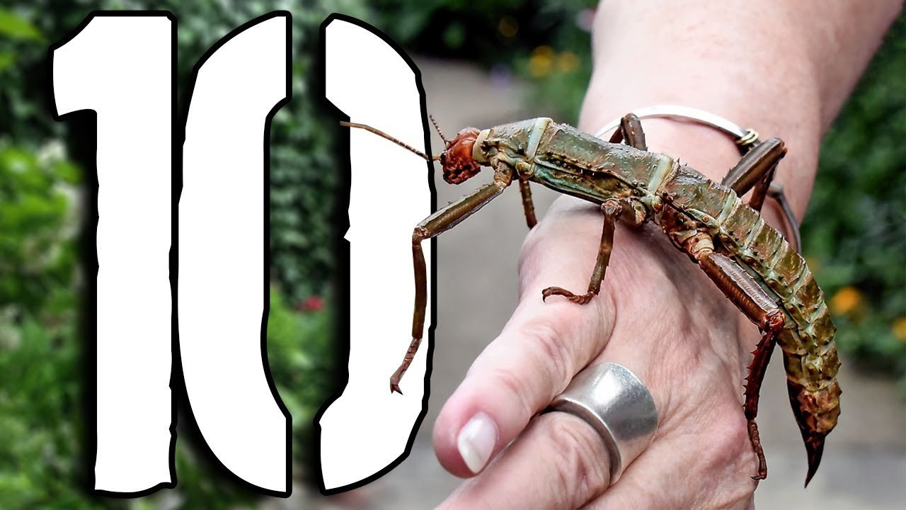 10 najniebezpieczniejszych ROBAKÓW 2 [TOPOWA DYCHA]