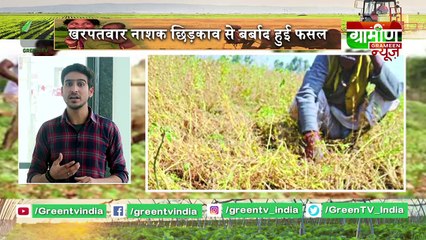 Kisan Bulletin : किसान ने उगाई सबसे लंबी गाजर, हुआ मालामाल || Grameen News