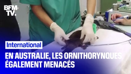 Après les koalas, le climat en Australie menace les ornithorynques