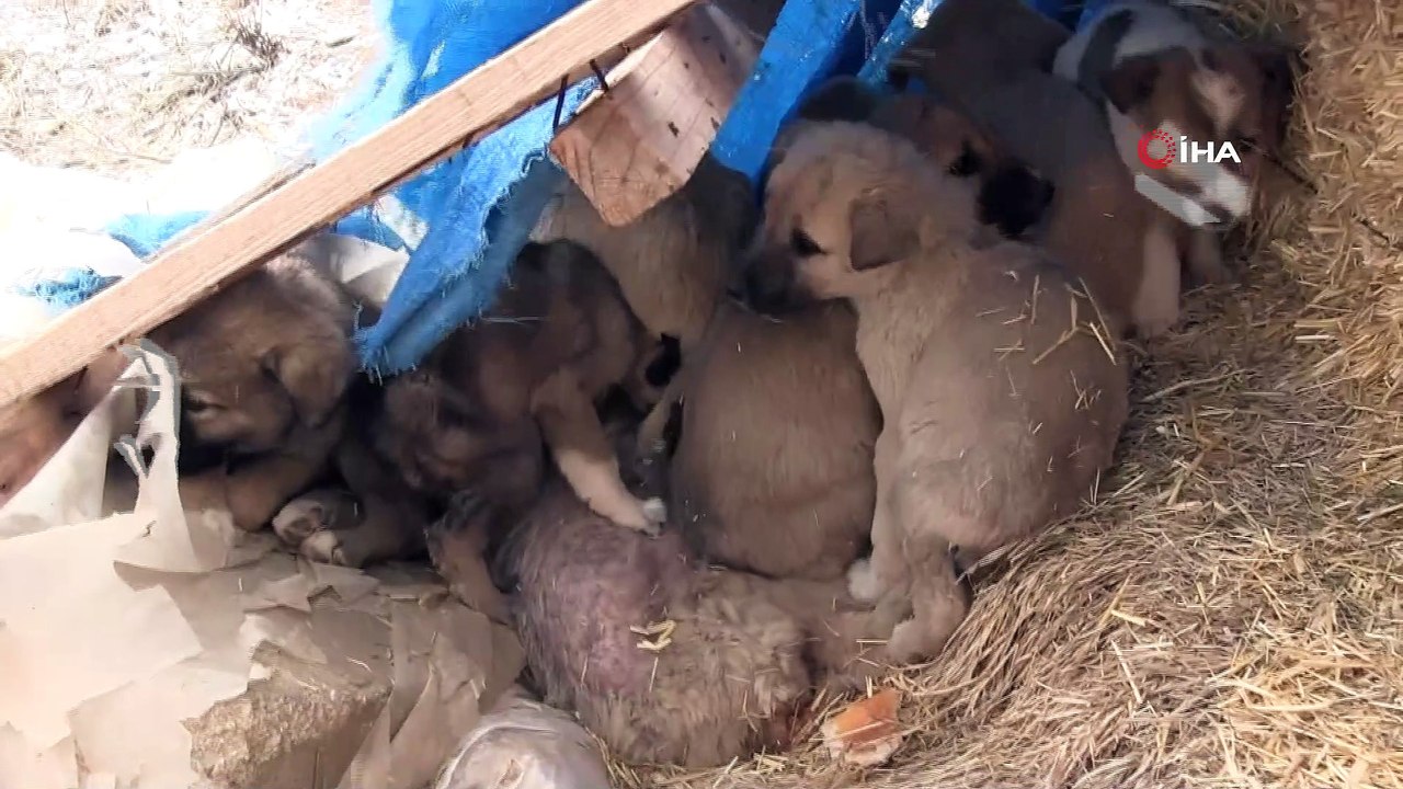 Ölüme terk edilen köpeklere Aksaray Belediyesi sahip çıktı