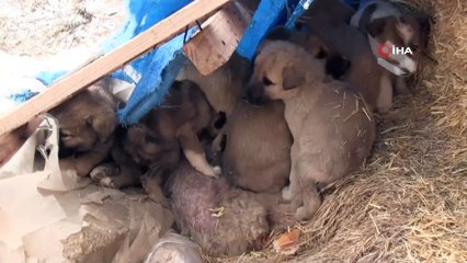 Ölüme terk edilen köpeklere Aksaray Belediyesi sahip çıktı