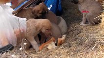 Aksaray ölüme terk edilen köpeklere belediye sahip çıktı