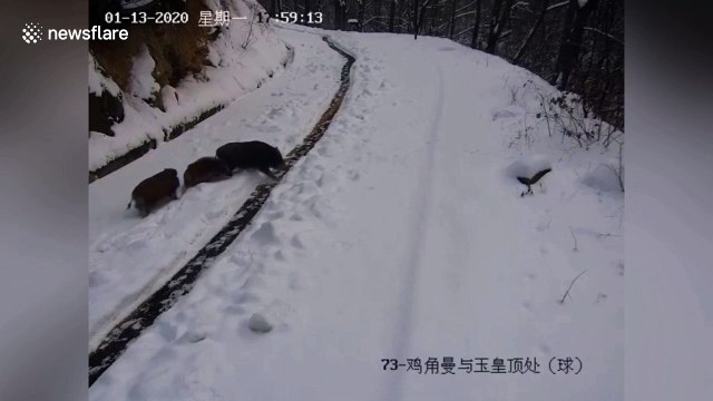 Family of wild boars in China cross snow-covered road in an orderly fashion