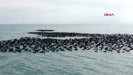 Burdur batı akdeniz'de kuş popülasyonu yüzde 26 arttı