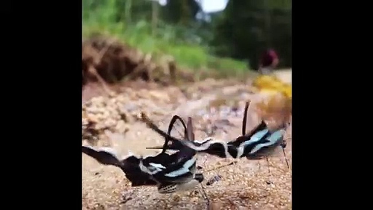 Green_Dragontail_Butterfly__Lamproptera_meges_.__Queue_de_dragon_verte.__%D0%97%D0%B5%D0%BB%D0%B5%D0%BD%D1%8B%D0%B9_%D0%B4%D1%80%D0%B0%D0%BA%D0%BE%D0%BD%D0%B8%D0%B9_%D1%85%D0%B2%D0%BE%D1%81%D1%82_%D0%B8%D0%BB%D0%B8_%D0%97%D0%B5%D0