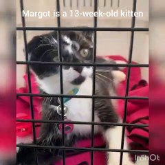 The missing kitten  who was left for dead in a ditch