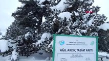 Konya 2 bin yıllık anıt ağaç kar yağışına dayanamadı