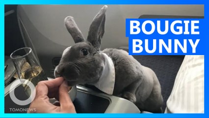 Bow-tie wearing rabbit flies business-class to Japan