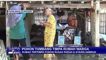 Pohon Kelapa Setinggi 15 Meter Tumbang, Rumah Warga Tertimpa