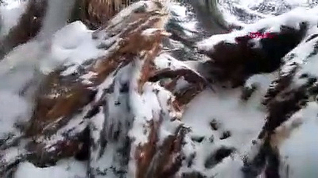 Türkiye'nin en yaşlı Ardıç ağacı, yoğun kar yağışına dayanamadı