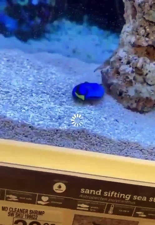 Voici un poisson très amusant et qui fait l’intéressant : il fait semblant d’être mort.