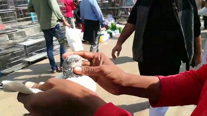 মিরপুরের কবুতর হাটের ভিডিও প্রতিবেদন ১৭/০১/২০২০ইং