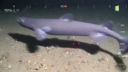 ABYSSES - Grands territoires inconnus