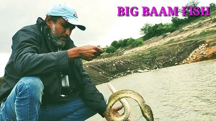 Big  baam   fish  hunting  in  dam   /we  used small  small  parkli for this catch