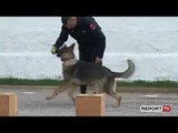 Report TV -Ministria e Brendshme: S'kemi drogë për të trajnuar qentë! Çela letër prokurorëve