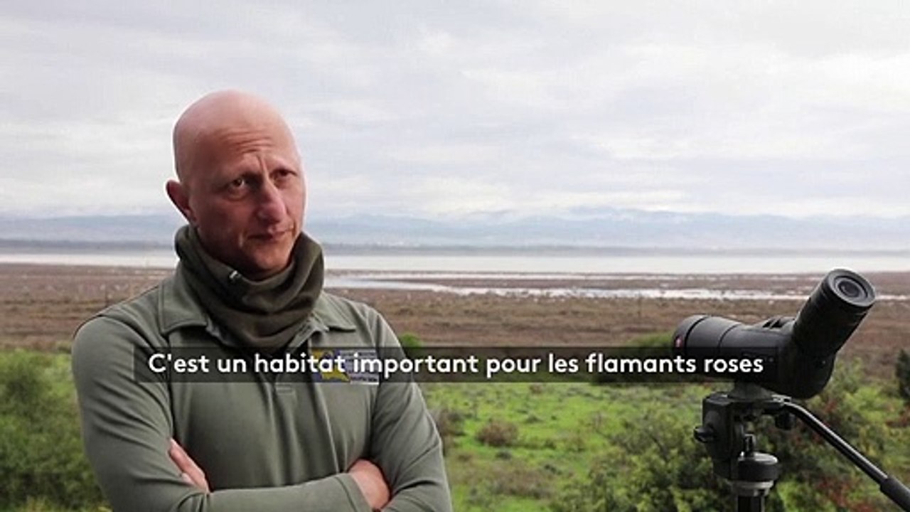 Douze mille flamants roses font escale à Chypre