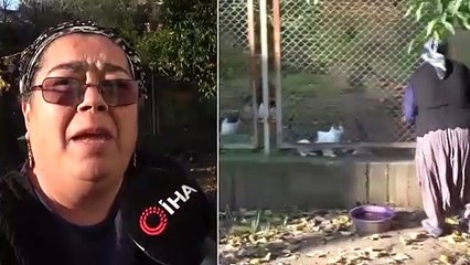 Şadiye Ergin Adlı Kadın, Yokluğunda Şenay Teyzenin 90 Kedisine De Bakıyor