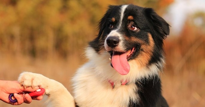 Le berger australien, chien préféré des Français en 2019