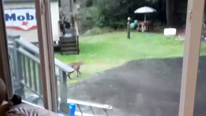 Two Mountain Lions Walk Through Yard
