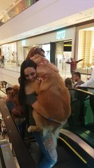 Precious Doggos Require Help up Escalator