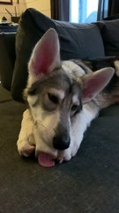 Cute Pup Enjoys His Tasty Treat