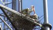 Storks return home in Thailand only to find trees have been replaced by mobile phone towers