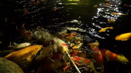 fish world, koi fish eat together, very nice