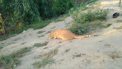 Hunter cat | Stalking cat | Cats hunting | Cat videos | Top 1 in everything