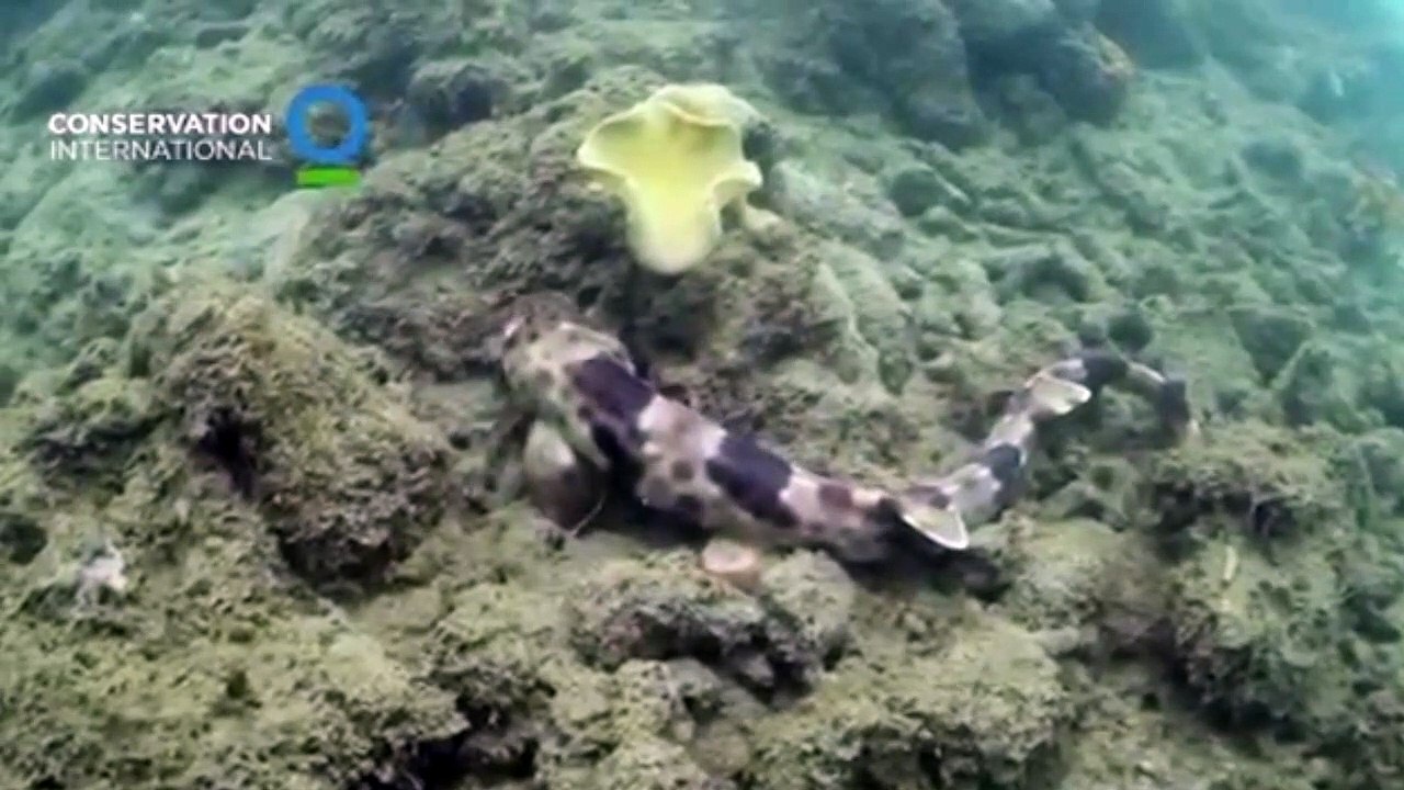 Descubren cuatro nuevas especies de tiburones que caminan sobre sus aletas