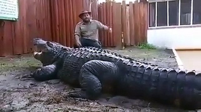 Ce dresseur s’assoit tranquillement à coté du plus gros crocodile du monde... Même pas peur