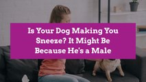 Is Your Dog Making You Sneeze? It Might Be Because He's a Male