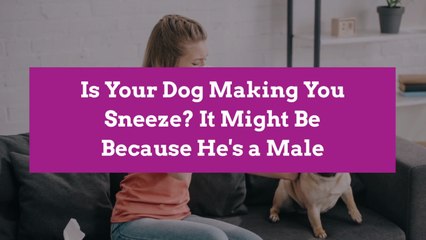 Is Your Dog Making You Sneeze? It Might Be Because He's a Male