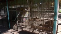 Sudan'da açlıktan ölmek üzere olan aslanlara hayvanseverler sahip çıktı