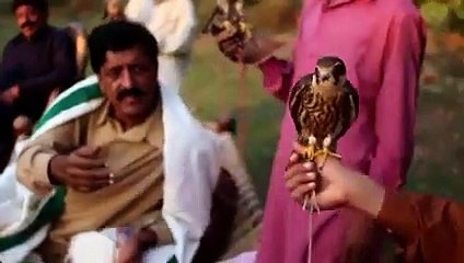 Falcon hunting in Pakistan
