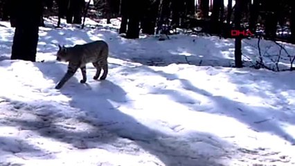 Bekçinin fotokapanı vaşak görüntüledi