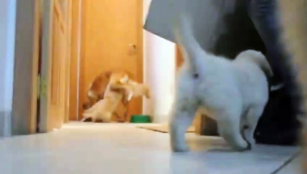 The Attack of Puppy Golden Retrievers Puppies