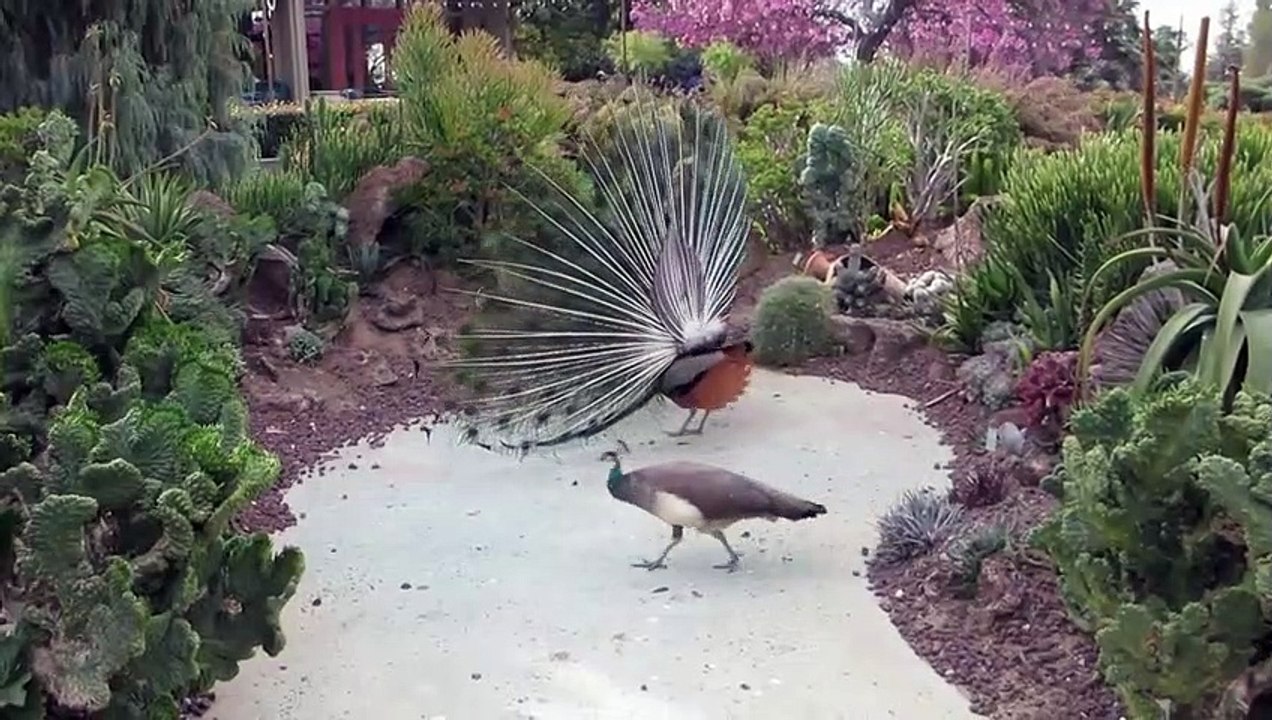 Peacock Mating 11