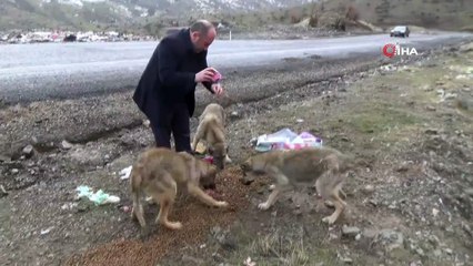 7 yıldır yaban hayvanları besliyor