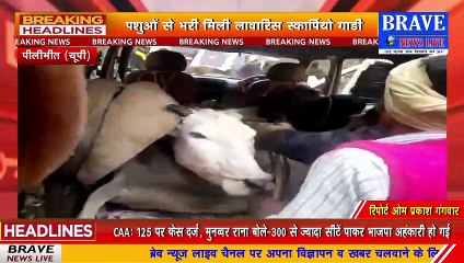 गायों से भरी गाड़ी छोड़कर चालक फरार, गायों को काटने के लिये ले जा रहा था-ग्रामीण | BRAVE NEWS LIVE