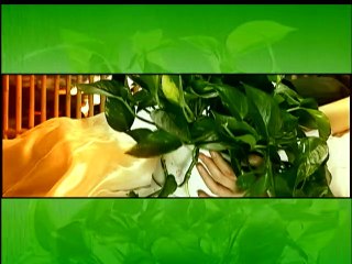 《绿萝花》第6集 梅婷、蒋恺、白凡主演都市爱情剧 | Green flower