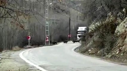 Darende'de yiyecek arayan yaban domuzları cep telefonuyla görüntülendi
