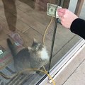 هذه القطة تجني الكثير من الأموال يوميا: كيف؟